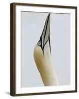 Northern Gannet, in Display Posture, Bass Rock, Scotland, UK-Pete Cairns-Framed Photographic Print