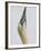 Northern Gannet, in Display Posture, Bass Rock, Scotland, UK-Pete Cairns-Framed Photographic Print