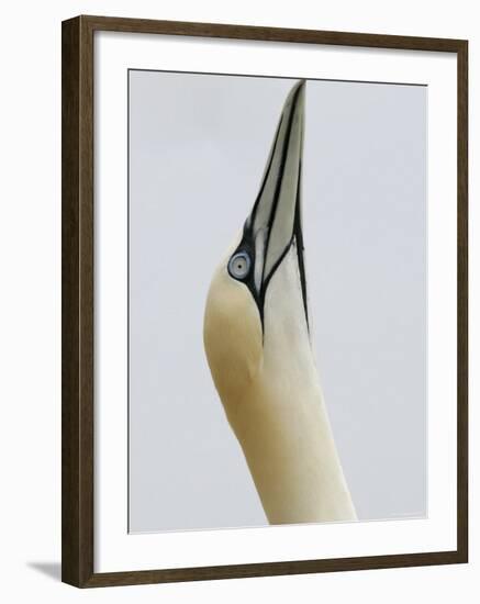 Northern Gannet, in Display Posture, Bass Rock, Scotland, UK-Pete Cairns-Framed Photographic Print