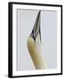 Northern Gannet, in Display Posture, Bass Rock, Scotland, UK-Pete Cairns-Framed Photographic Print