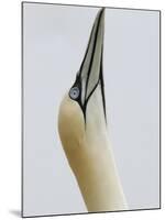 Northern Gannet, in Display Posture, Bass Rock, Scotland, UK-Pete Cairns-Mounted Photographic Print