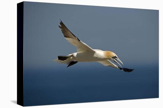 Northern Gannet in Flight-null-Stretched Canvas