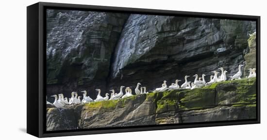 Northern Gannet in Noss NNR. Shetland, Northern Isles, Scotland.-Martin Zwick-Framed Stretched Canvas