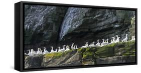 Northern Gannet in Noss NNR. Shetland, Northern Isles, Scotland.-Martin Zwick-Framed Stretched Canvas
