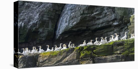 Northern Gannet in Noss NNR. Shetland, Northern Isles, Scotland.-Martin Zwick-Stretched Canvas