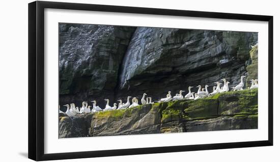 Northern Gannet in Noss NNR. Shetland, Northern Isles, Scotland.-Martin Zwick-Framed Premium Photographic Print