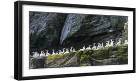 Northern Gannet in Noss NNR. Shetland, Northern Isles, Scotland.-Martin Zwick-Framed Premium Photographic Print