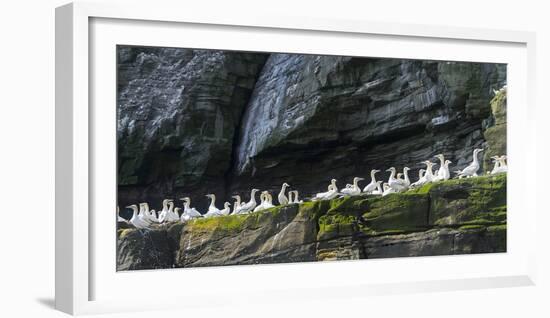 Northern Gannet in Noss NNR. Shetland, Northern Isles, Scotland.-Martin Zwick-Framed Photographic Print