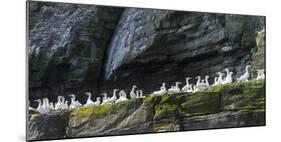 Northern Gannet in Noss NNR. Shetland, Northern Isles, Scotland.-Martin Zwick-Mounted Photographic Print