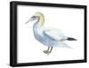 Northern Gannet (Morus Bassanus), Birds-Encyclopaedia Britannica-Framed Poster