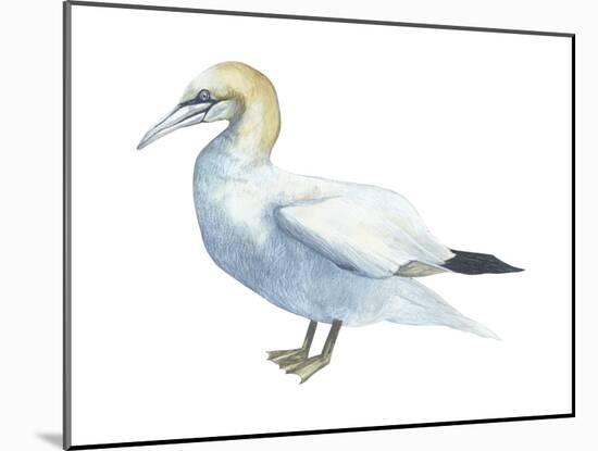 Northern Gannet (Morus Bassanus), Birds-Encyclopaedia Britannica-Mounted Poster