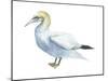 Northern Gannet (Morus Bassanus), Birds-Encyclopaedia Britannica-Mounted Poster