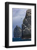 Northern Gannet (Morus Bassanus) Colonies on Stac Lee and Stac an Armin, St. Kilda, Hebrides, UK-Muñoz-Framed Photographic Print