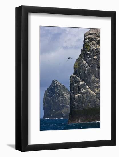 Northern Gannet (Morus Bassanus) Colonies on Stac Lee and Stac an Armin, St. Kilda, Hebrides, UK-Muñoz-Framed Photographic Print