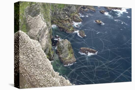 Northern Gannet (Morus Bassanus) Colony at Hermaness Nnr, Unst, Shetland Isles, Scotland, UK, July-Peter Cairns-Stretched Canvas