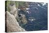 Northern Gannet (Morus Bassanus) Colony at Hermaness Nnr, Unst, Shetland Isles, Scotland, UK, July-Peter Cairns-Stretched Canvas