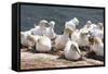 Northern Gannet (Morus Bassanus) Colony, Heligoland, Small German Archipelago in the North Sea-Michael Runkel-Framed Stretched Canvas