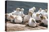 Northern Gannet (Morus Bassanus) Colony, Heligoland, Small German Archipelago in the North Sea-Michael Runkel-Stretched Canvas