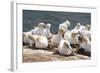 Northern Gannet (Morus Bassanus) Colony, Heligoland, Small German Archipelago in the North Sea-Michael Runkel-Framed Photographic Print