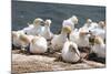 Northern Gannet (Morus Bassanus) Colony, Heligoland, Small German Archipelago in the North Sea-Michael Runkel-Mounted Photographic Print