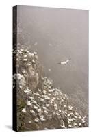 Northern Gannet (Morus Bassanus) Colony in Mist, Hermaness, Shetland Isles, Scotland, July 2009-Green-Stretched Canvas