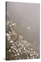 Northern Gannet (Morus Bassanus) Colony in Mist, Hermaness, Shetland Isles, Scotland, July 2009-Green-Stretched Canvas