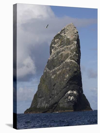 Northern Gannet (Morus Bassanus) Colony, St Kilda, Scotland, May 2009-Green-Stretched Canvas