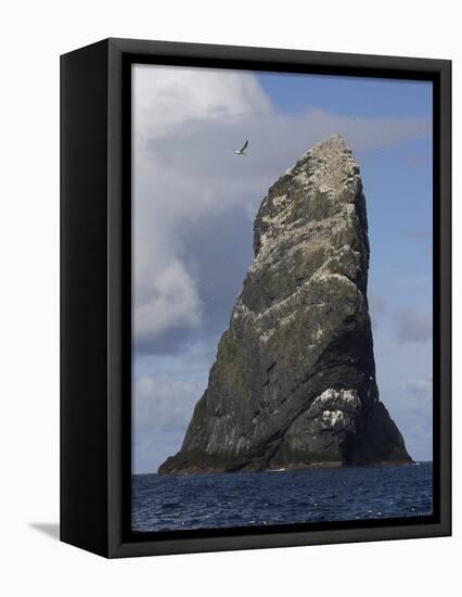 Northern Gannet (Morus Bassanus) Colony, St Kilda, Scotland, May 2009-Green-Framed Stretched Canvas