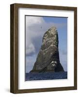 Northern Gannet (Morus Bassanus) Colony, St Kilda, Scotland, May 2009-Green-Framed Photographic Print