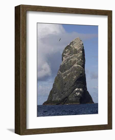 Northern Gannet (Morus Bassanus) Colony, St Kilda, Scotland, May 2009-Green-Framed Photographic Print