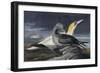 Northern Gannet, Morus Bassanus, from the Birds of America by John J. Audubon, Pub. 1827-38 (Hand C-John James Audubon-Framed Giclee Print