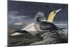 Northern Gannet, Morus Bassanus, from the Birds of America by John J. Audubon, Pub. 1827-38 (Hand C-John James Audubon-Mounted Giclee Print