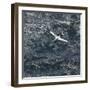 Northern Gannet (Morus Bassanus) in Flight, St. Kilda Archipielago, Outer Hebrides, Scotland, June-Muñoz-Framed Photographic Print