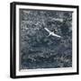 Northern Gannet (Morus Bassanus) in Flight, St. Kilda Archipielago, Outer Hebrides, Scotland, June-Muñoz-Framed Photographic Print