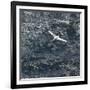 Northern Gannet (Morus Bassanus) in Flight, St. Kilda Archipielago, Outer Hebrides, Scotland, June-Muñoz-Framed Photographic Print