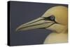 Northern Gannet (Morus Bassanus) Portrait, Saltee Islands, Ireland, May 2008-Green-Stretched Canvas