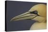 Northern Gannet (Morus Bassanus) Portrait, Saltee Islands, Ireland, May 2008-Green-Stretched Canvas