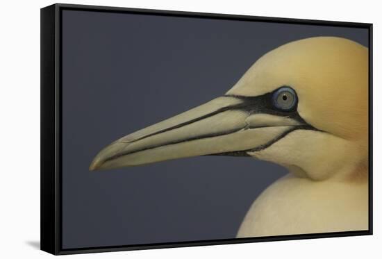 Northern Gannet (Morus Bassanus) Portrait, Saltee Islands, Ireland, May 2008-Green-Framed Stretched Canvas