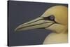 Northern Gannet (Morus Bassanus) Portrait, Saltee Islands, Ireland, May 2008-Green-Stretched Canvas