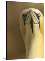 Northern Gannet (Morus Bassanus) Portrait, Saltee Islands, Ireland, May 2008-Green-Stretched Canvas