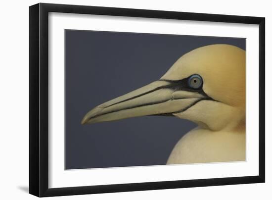 Northern Gannet (Morus Bassanus) Portrait, Saltee Islands, Ireland, May 2008-Green-Framed Photographic Print