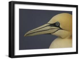 Northern Gannet (Morus Bassanus) Portrait, Saltee Islands, Ireland, May 2008-Green-Framed Photographic Print