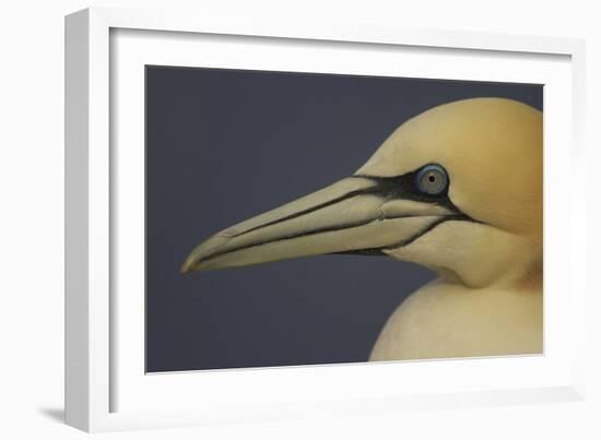 Northern Gannet (Morus Bassanus) Portrait, Saltee Islands, Ireland, May 2008-Green-Framed Photographic Print