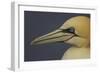 Northern Gannet (Morus Bassanus) Portrait, Saltee Islands, Ireland, May 2008-Green-Framed Photographic Print