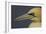 Northern Gannet (Morus Bassanus) Portrait, Saltee Islands, Ireland, May 2008-Green-Framed Photographic Print