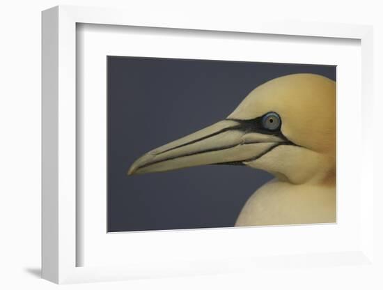 Northern Gannet (Morus Bassanus) Portrait, Saltee Islands, Ireland, May 2008-Green-Framed Photographic Print