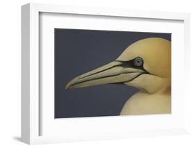 Northern Gannet (Morus Bassanus) Portrait, Saltee Islands, Ireland, May 2008-Green-Framed Photographic Print