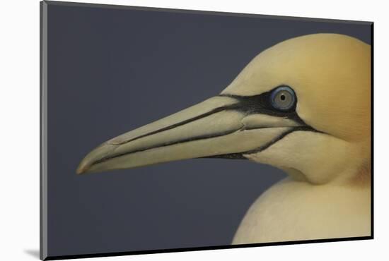 Northern Gannet (Morus Bassanus) Portrait, Saltee Islands, Ireland, May 2008-Green-Mounted Photographic Print