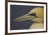 Northern Gannet (Morus Bassanus) Portrait, Saltee Islands, Ireland, May 2008-Green-Framed Photographic Print