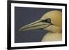 Northern Gannet (Morus Bassanus) Portrait, Saltee Islands, Ireland, May 2008-Green-Framed Photographic Print